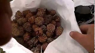 Кедровые Орехи.Переработка на культиваторе своими руками. Siberian cedar pine nuts processing