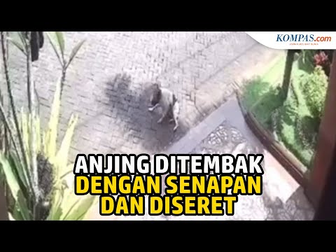 Video: Apakah pound membunuh anjing?