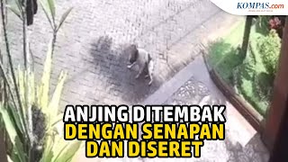 Anjing Ditembak dengan Senapan Angin, Aktivis Hewan: Pelaku Bisa Dipidana