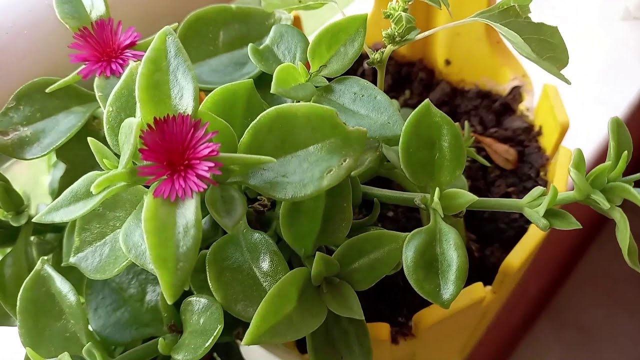 КОГДА СТАРЫЙ И НОВЫЙ МЕСЯЦ?