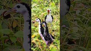 Download Mp3 SUARA PIKAT RUAK RUAK INDUKAN DAN ANAKAN TERBARU #youtubeshorts #videoshort #suarapikatruakruakmp3 Gudang lagu Download Mp3 SUARA PIKAT RUAK RUAK INDUKAN DAN ANAKAN TERBARU #youtubeshorts #videoshort #suarapikatruakruakmp3