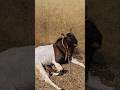 Kota Bakre Mandi Mai😍 #bakraeid #bakraeid2026 #bakraeidspecial #bakra #goats #trending #biggoats