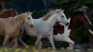 Fan-Made Flicka Trailer
