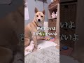 #怒っている犬#あのボタン#ざっしゅ#保護犬と暮らす#まゆげのある犬