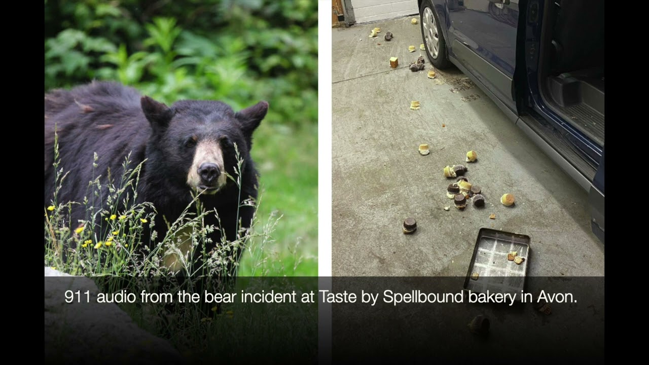 Bear entered CT bakery, destroyed cupcakes, charged at employee