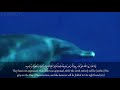 ناصر القطامي و ق ال وا ال ح م د ل ل ه ال ذ ي ص د ق ن ا وعده تلاوة خاشعة