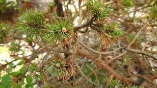 Pinus rotundata 'Xenie' borovice zaoblená   čarověník