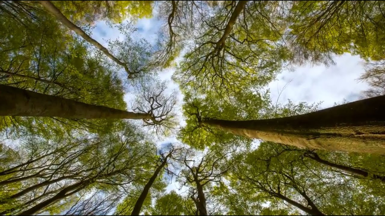 Alte Buchenwälder: UNESCO-Weltnaturerbe in Hessen und Deutschland