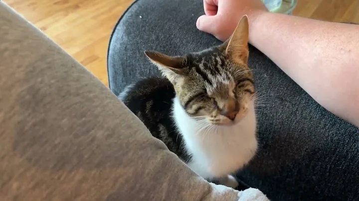 Blind Cat Svetlana Has Cancer40863