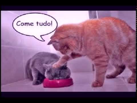 Vídeo: Fístula De Fígado Em Gatos