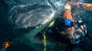 Bull Shark Attacks Divers | Red Water