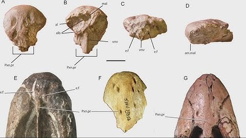 Paleontologist describes discovery of a 95-million-old fossil of an extinct marine reptile