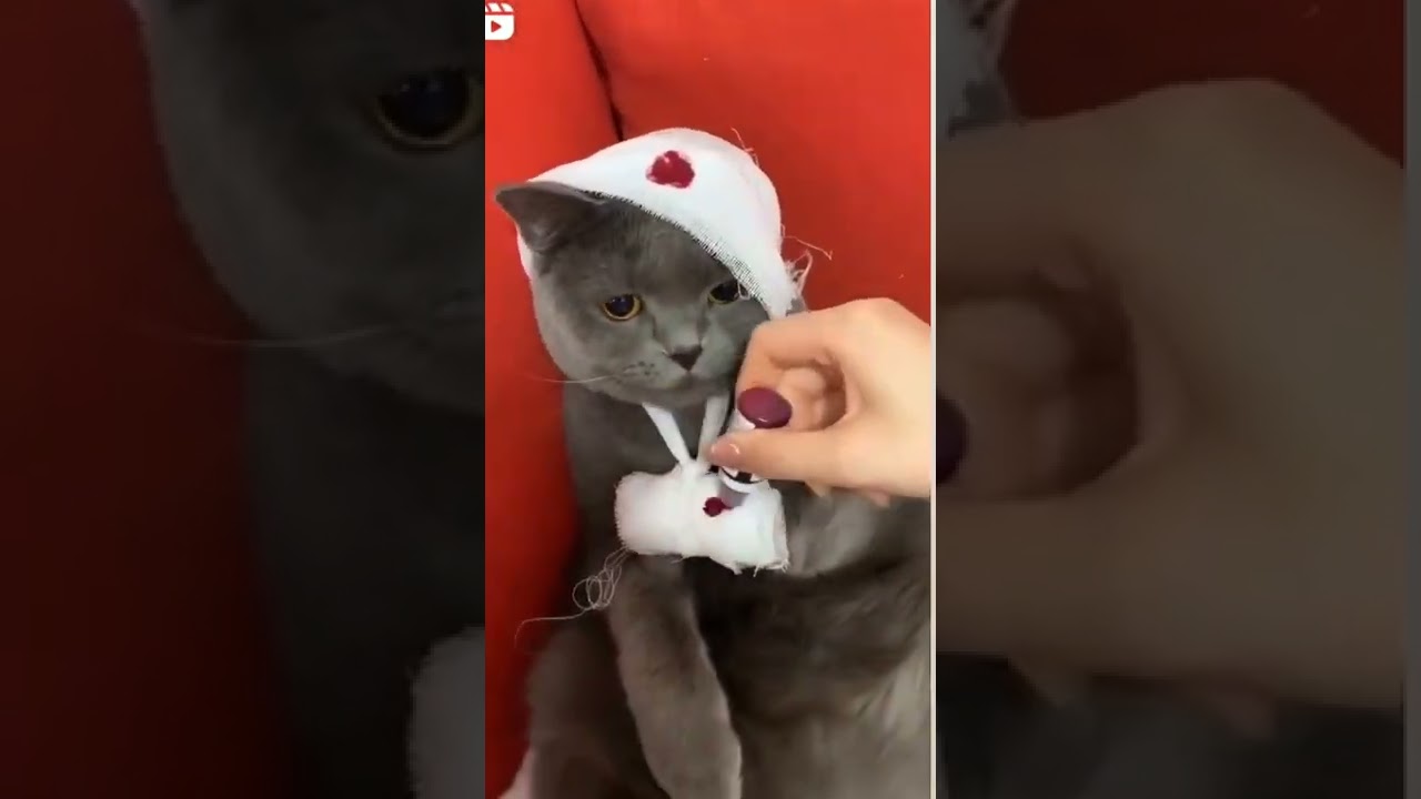 this cat is injeurd or fake 