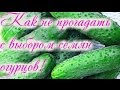 КАКИЕ ОГУРЦЫ УРОЖАЙНЕЕ И ПРОЩЕ В ВЫРАЩИВАНИИ.