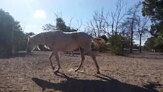 Habitat for Horses Texas