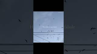 Aankhen Khuli – Lata Mangeshkar | Aesthetic Lyrics Video #AankhenKhuli #AestheticLyrics