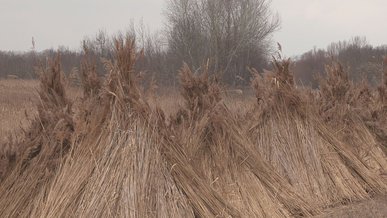 Megkezdődött a nádvágás