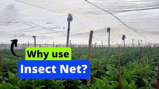 Why use Insect Net