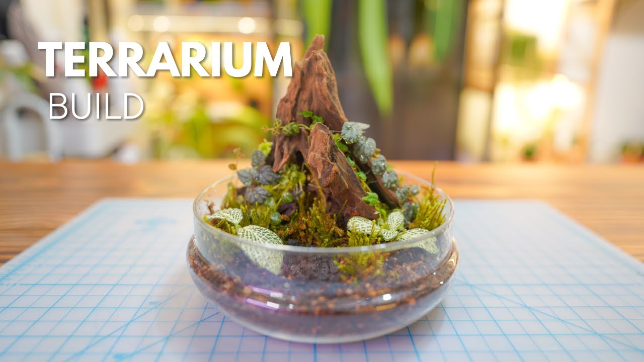 Terrarium Build No Talking | Relaxing ASMR build