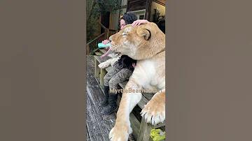 The Liger The Worlds Biggest Cat Three Times Guinness Book Of World Records Come Meet Him 