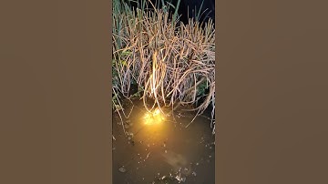 xiệt chuột mùa nước lũ về đồng