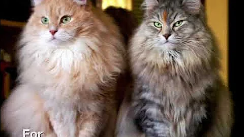 Watch the video about BEAUTIFUL SIBERIAN KITTY ❤️AFOGATO( AFO)