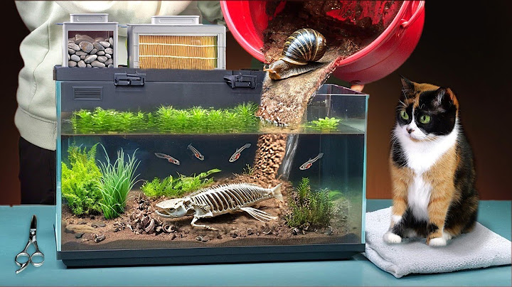 PANTANO EN EL ACUARIO DEL FUTURO - DÍA 189