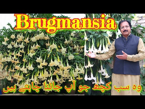 वीडियो: Brugmansia Angel Trumpet - Brugmansia के बाहर देखभाल करने के टिप्स