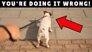 10 Crucial MISTAKES You're Making When Walking Your Dog