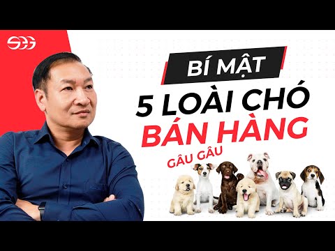 Video: 3 cách đơn giản để giữ cho Basset Hound của bạn sạch sẽ