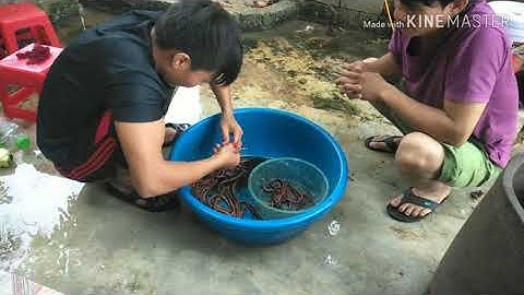 Lươn nấu củ chuối. Ngon và tuyệt vời