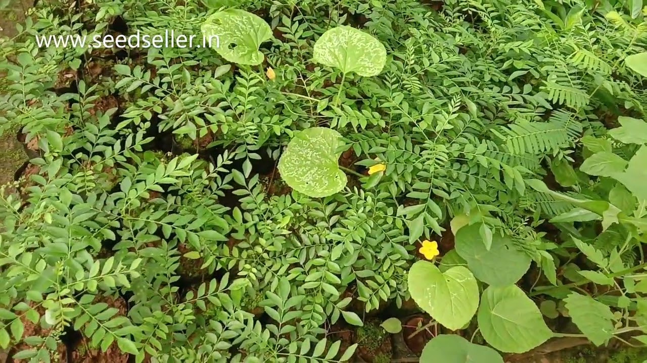video ๐ฟ๐๐ฎ๐ณ Grow Your Own Aromatic Curry Leaves (Kariveppila): Essential for Flavor & Health! ๐ฑโจ
