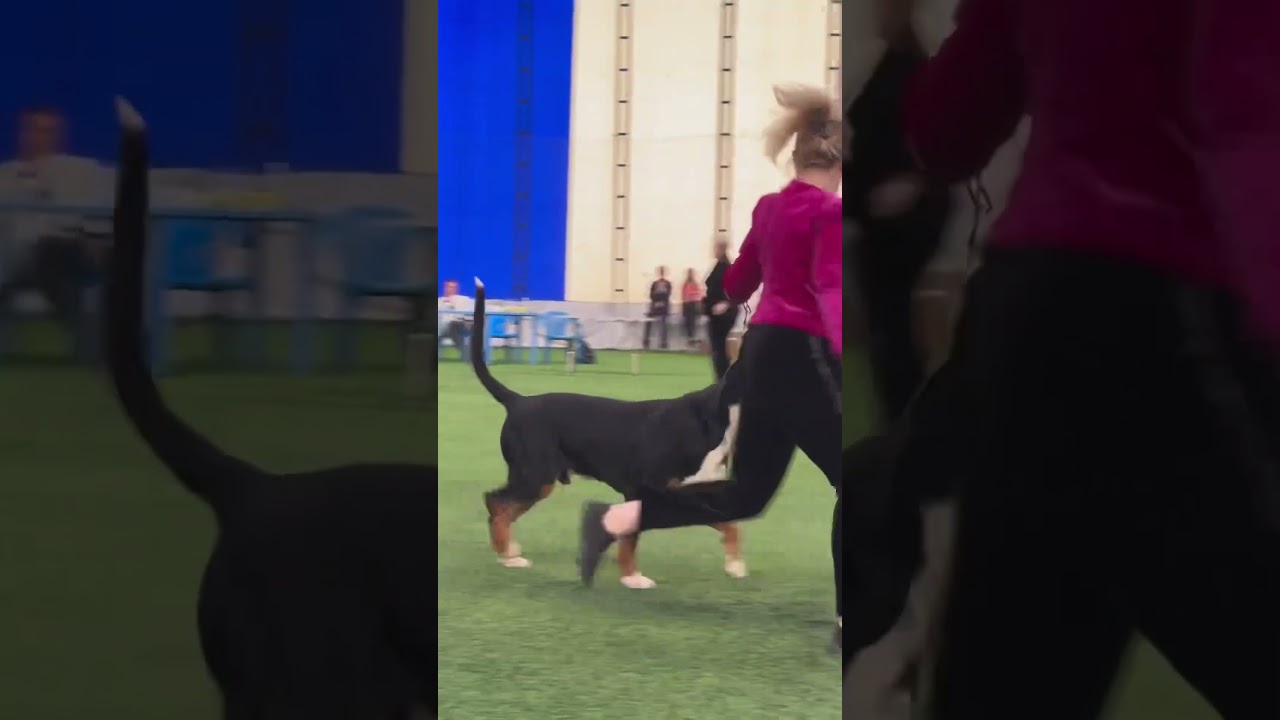 Best of show. 2 группа. International Dogs Show «Семиречье 2024». День Первый. Almaty 