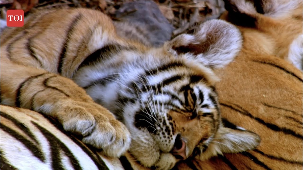 Tiger Anthem - Trailer 1: A Sneak Peek 