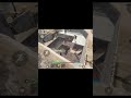 ОНИ ЗАДИСПАВНИЛИ СВОИ РЕСЫ,КОГДА МЫ ПРИШЛИ. СМОТРИ ПОЛНЫЙ РОЛИК #oxidegame #oxidesurvivalisland