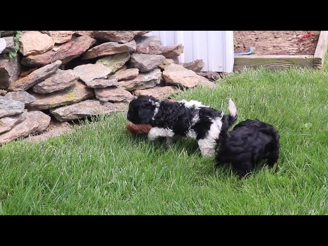 Mugsy video thumbnail