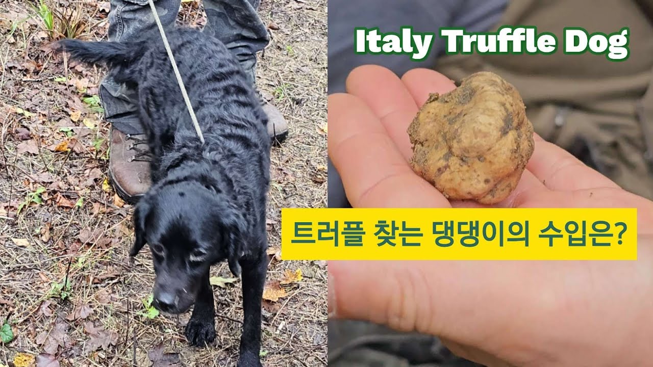 [이탈리아] 최고급 식재료 트러플 찾는 댕댕이 강아지 레아의 하루 수입은? Italy 🇮🇹 Truffle Dog YouTube