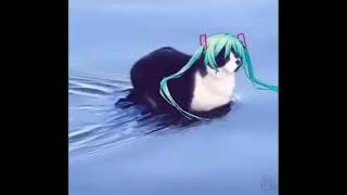 【Hatsune Miku V4x】Weebls Stockmarket but it's Hatsune Miku【VOCALOIDカバー】