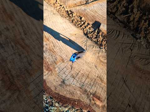 Big Stump, Little Knife!  