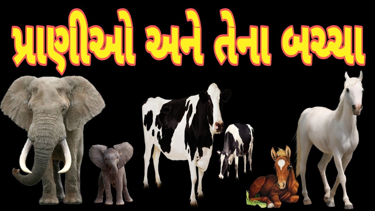 પ્રાણીઓ અને તેના બચ્ચા, praniyo ane tena bacha, Animals, Gujarati
