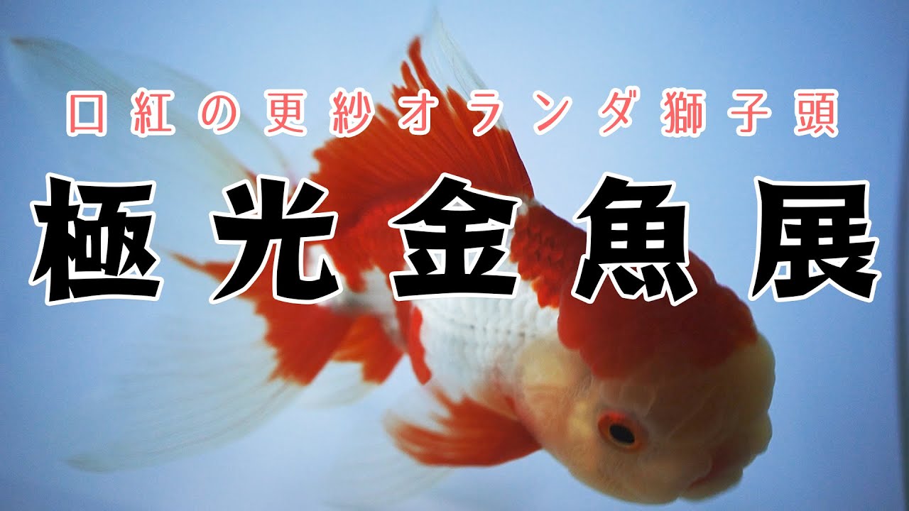 口紅の更紗オランダ獅子頭 極光金魚展 0818 Youtube