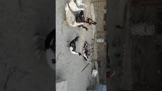 معركة ذكور البط في قايدت البطات