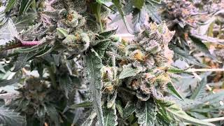 How 2 Grow Weed Simple Using @KindLEDGrowLights