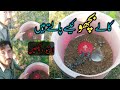 میں نے کالے بچھو کیسے پال رکھے ہیں | Scorpion breeding at home