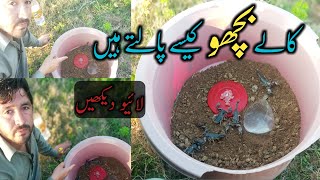 میں نے کالے بچھو کیسے پال رکھے ہیں | Scorpion breeding at home