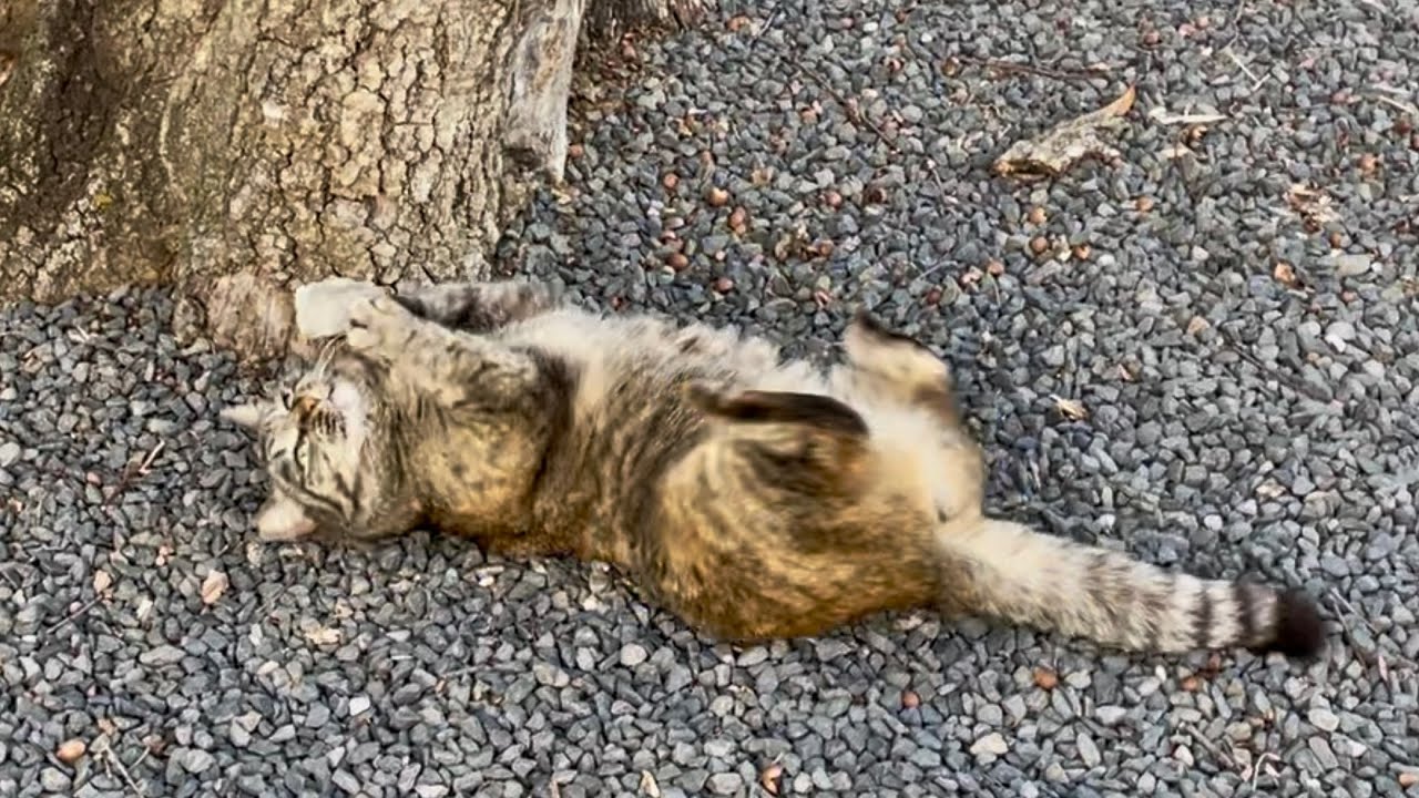 ラッコ🦦？ラッコやったん⁇🐈