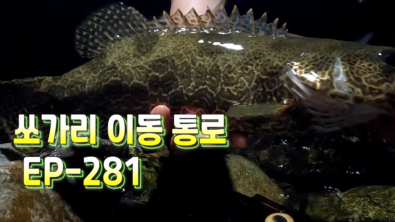 드디어 찾았다! 쏘가리 '대물 길'에서 4짜 , 3짜 EP-281