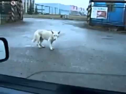 dog got the moves