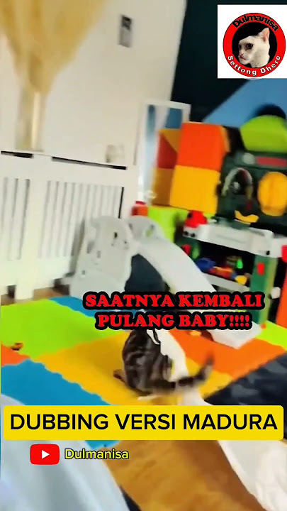 KUCING PAHLAWAN #madura  #dubbing #hewan  #shorts