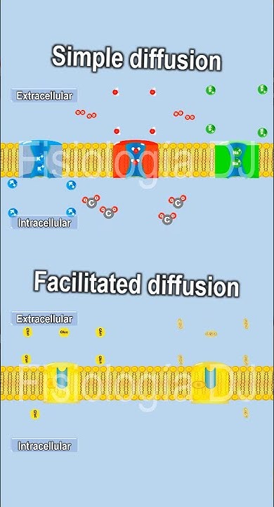Simple diffusion vs facilitated diffusion | Facilitated diffusion vs ...